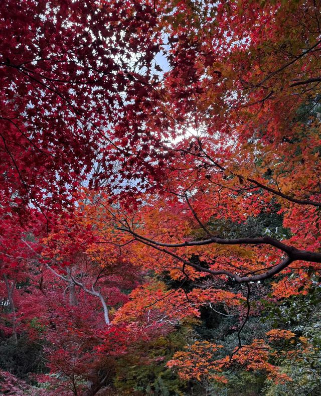 京都