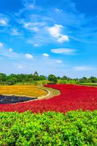 深圳親子單車新寵兒，陌上花公園全攻略來啦！