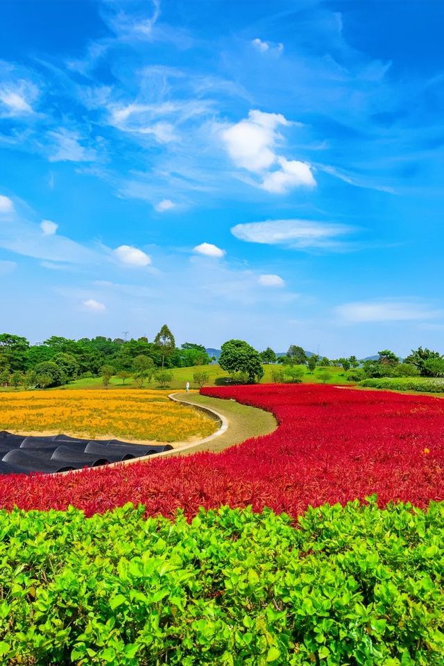 深圳親子單車新寵兒，陌上花公園全攻略來啦！