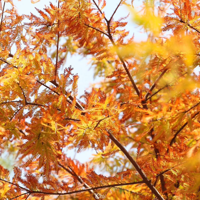 歲末邂逅 | 羊城紅葉繪就的浪漫與壯志