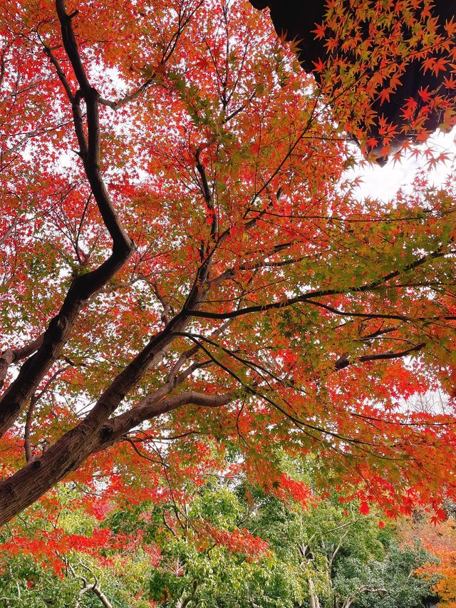 桂林冬日4日遊 美景溫暖你心