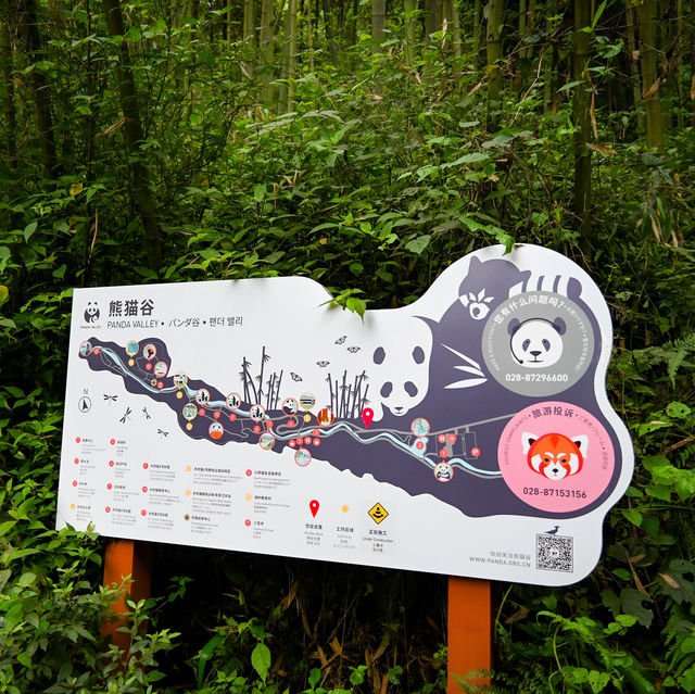 Panda Valley in Dujiangyan: A Charming Encounter with Nature's Gentle Giants