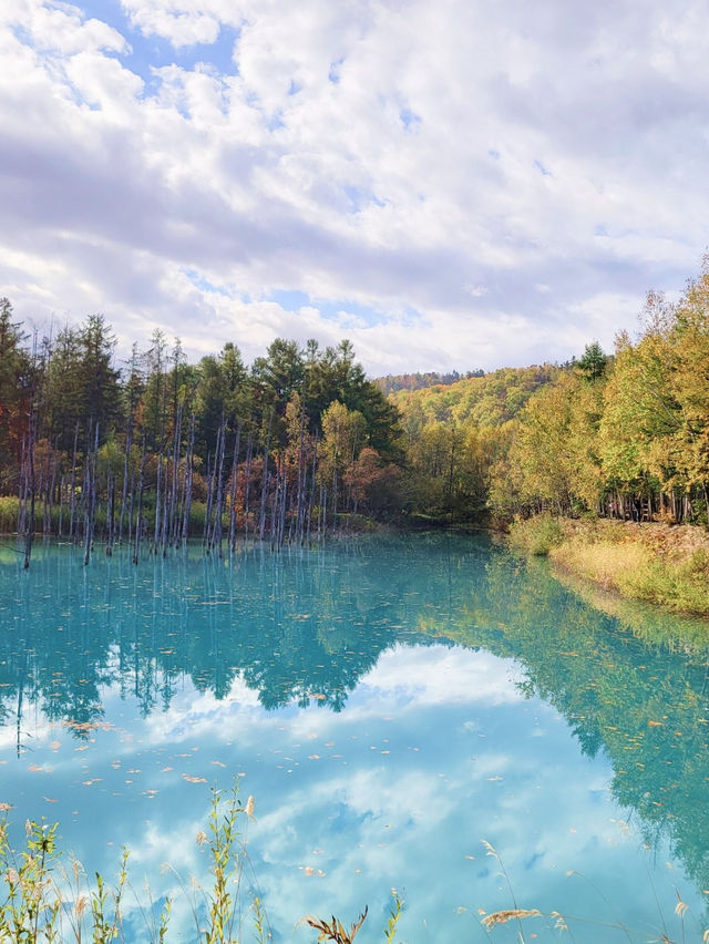 【幻想的な青の世界🏞️美瑛・青い池💙】 