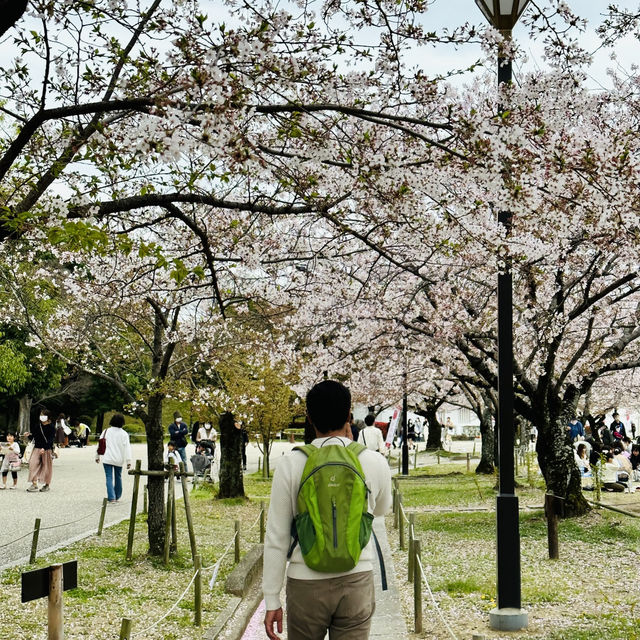 Sakura Magic at Himeji Castle