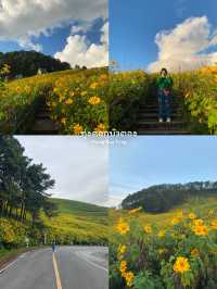 10 พิกัดเที่ยวแม่ฮ่องสอน | ฤดูหนาว 🏡⛰️🌼🌳