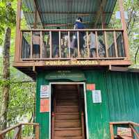 Above the Trees: Thrills and Views at Poring Canopy Walkway!