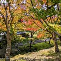 【京都紅葉】本当は教えたくない紅葉の名所 総本山智積院