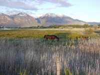 Utah Lake State Park 猶他湖 鹽湖城景點