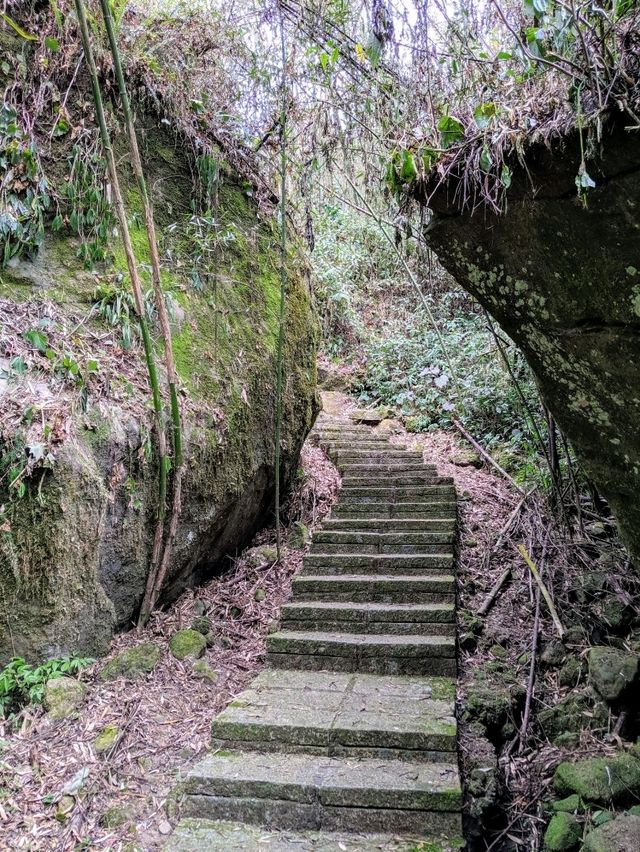 漫步奮起湖森林步道：小百岳大凍山