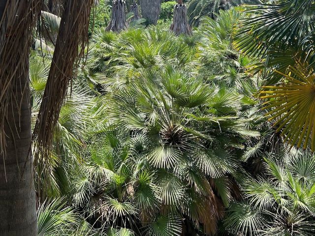 Autumn at Botanical Garden Cagliari 🗺️