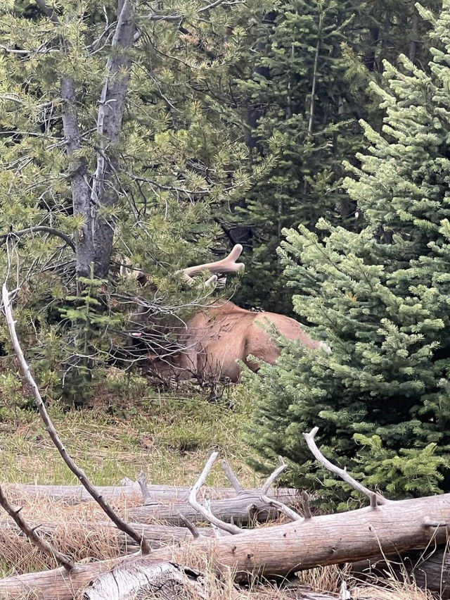 Yellowstone 🌴🏕️