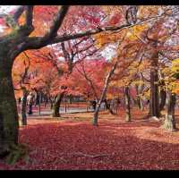 Fall colors in the temples of Japan