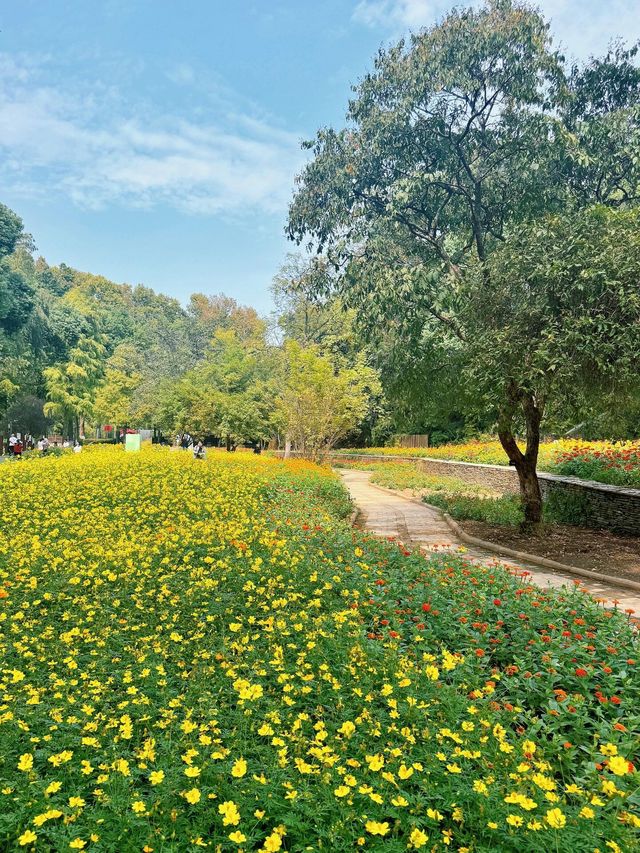 武漢人有自己的秋日莫奈花園||向日葵、硫華菊、百日菊、繡球花…武漢的秋天有多美，在這裡具象化了陽光。