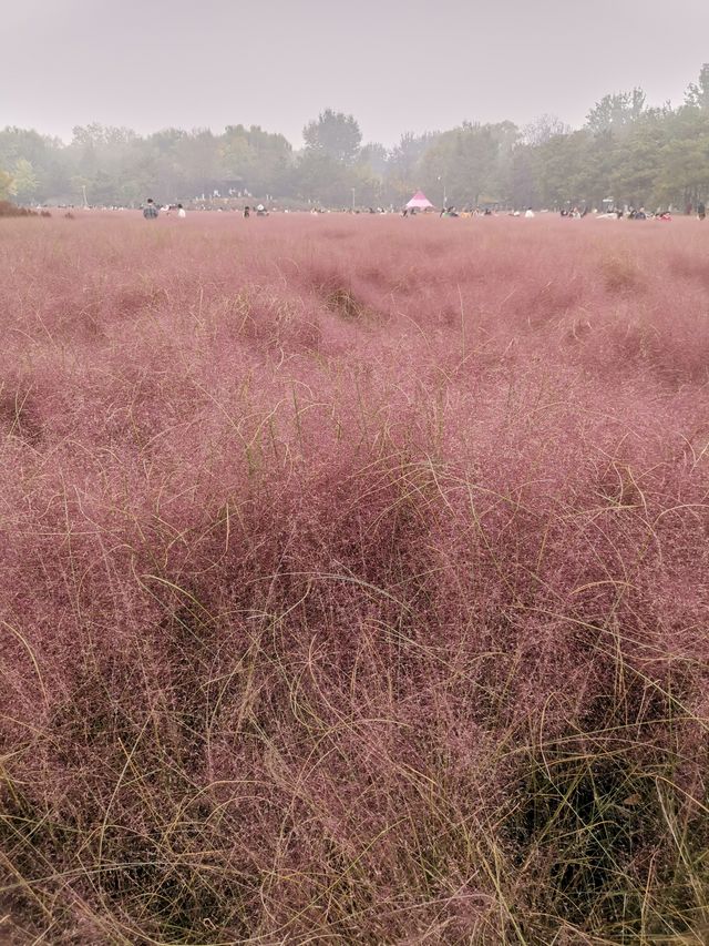 奧林匹克森林公園。