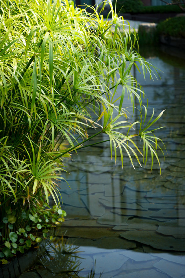 尋找一處避世的莫奈花園｜襄陽洲際酒店。