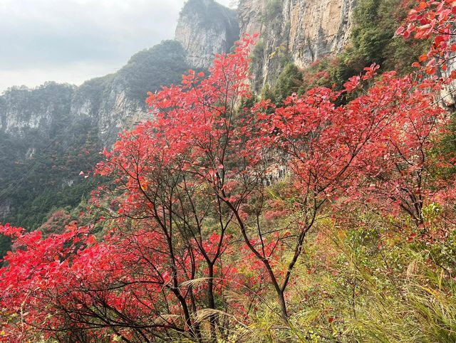 重慶巫山|南方最美紅葉勝地。