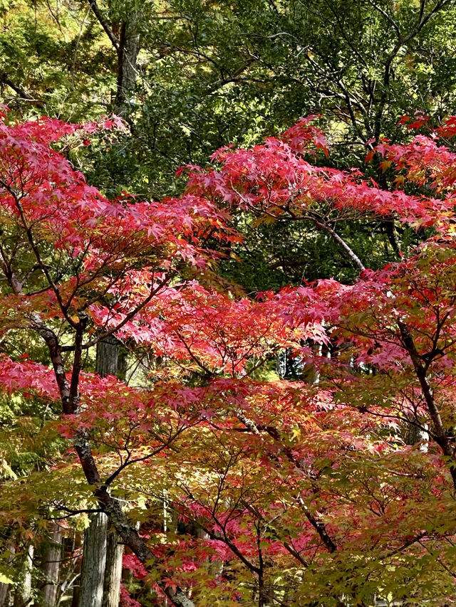 苔韻流年：西芳寺的靜謐詩篇