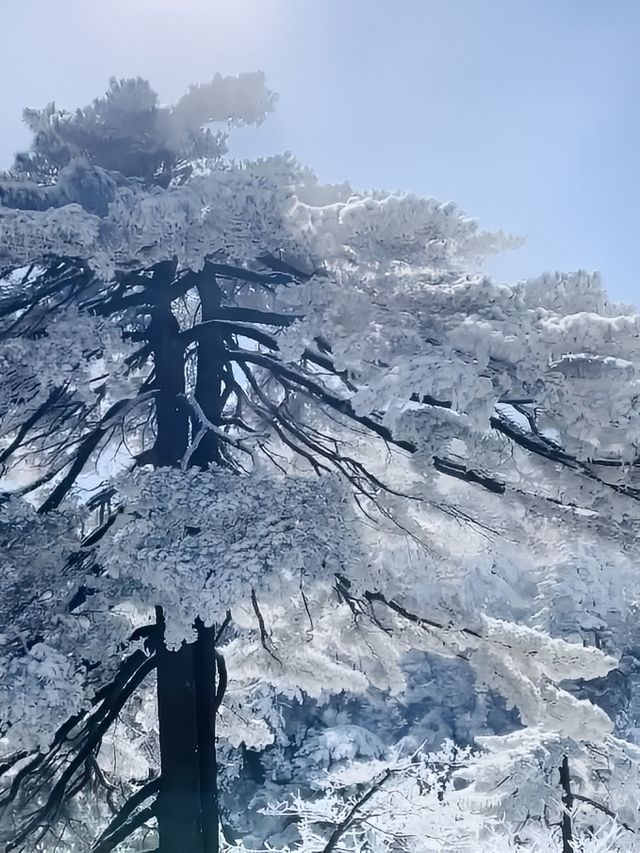 黃山霧凇：冬日仙境的冰雪奇緣