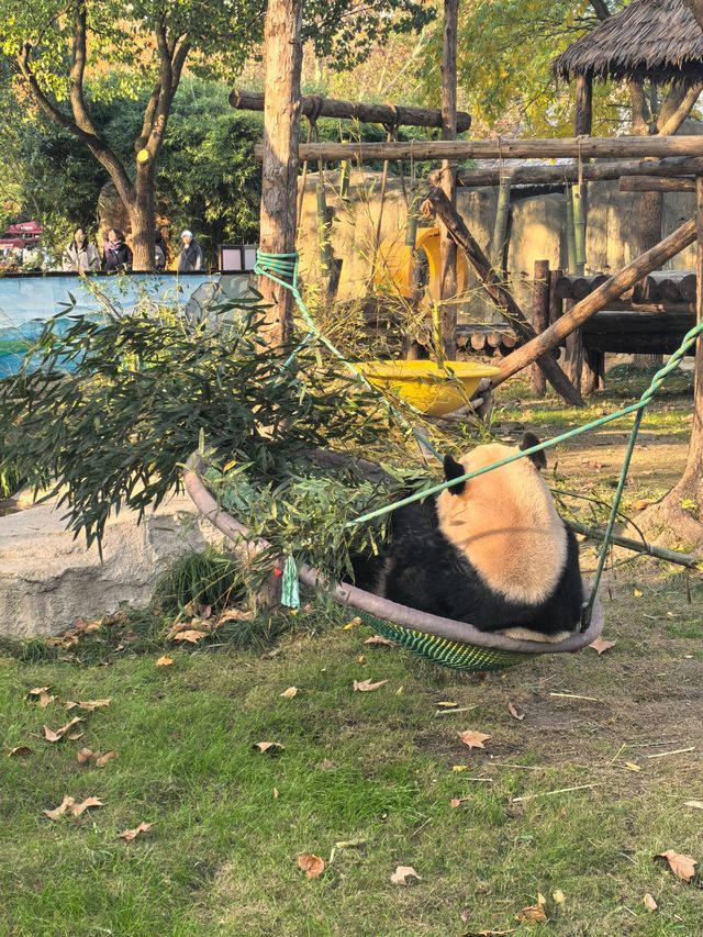 周末帶娃速逛上海野生動物園攻略，真不錯！