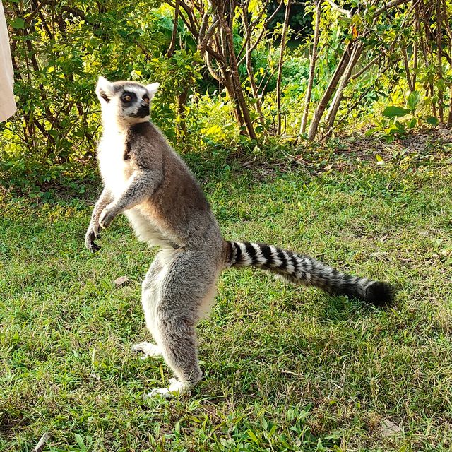 廣東東莞香市動物園|動物大世界