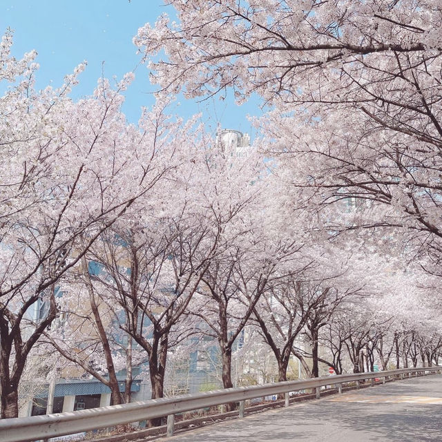 「首爾汝矣島-櫻花隧道，春天必遊景點」