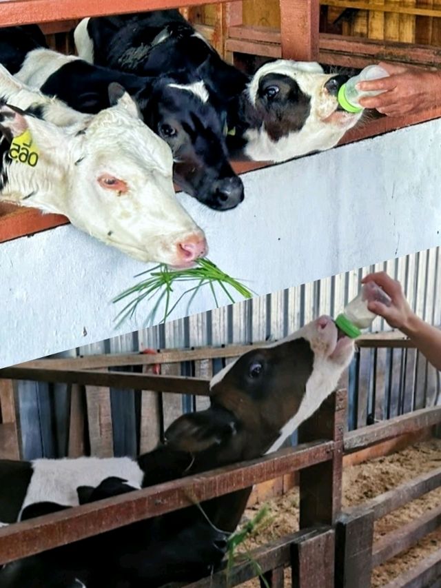 Best dairy farm to visit in Kundasang, Sabah! 🐄