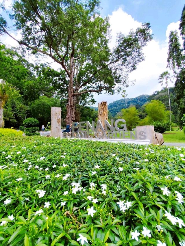 Peaceful Stroll at Penang Botanic Gardens 