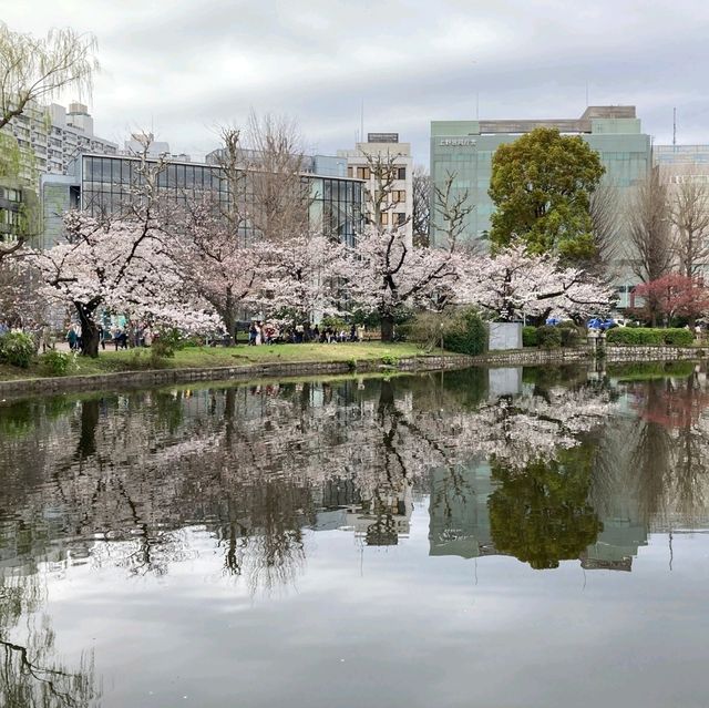 東京景點｜巧遇櫻花盛開~東京賞櫻勝地上野恩賜公園