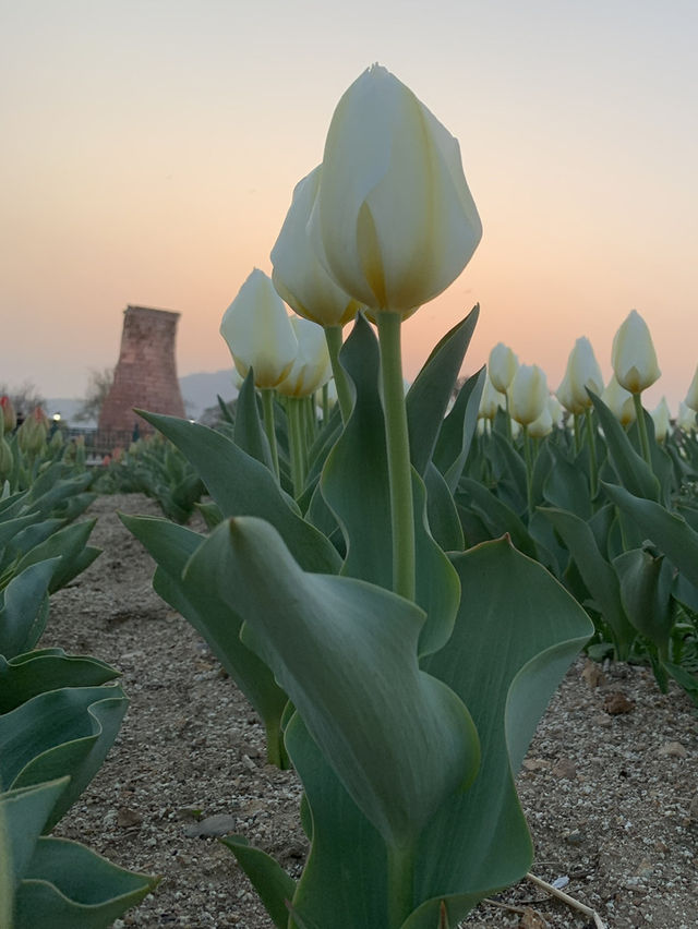 Cheomseongdae: Where History Meets the Magic of Spring Sunset