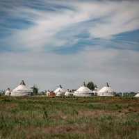 A Peaceful Grassland