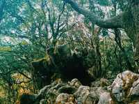 Magic Stone Forest Hiking Path