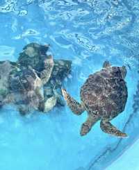 終於去到小新同款水族館啦！