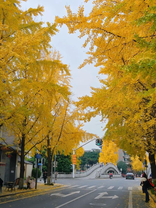 成都 City Walk｜這條市區銀杏拍照路線太愛了！