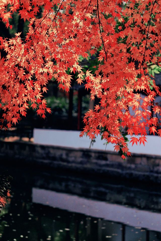 上海惠南古鐘園美景