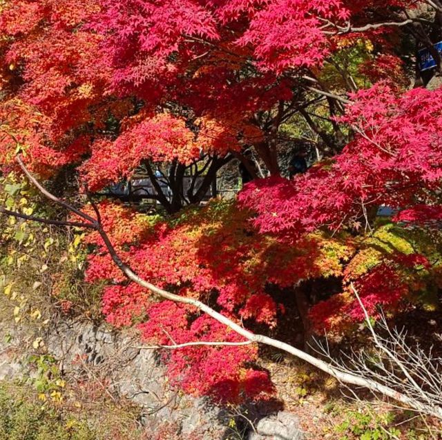 秋天韓國內藏山賞楓