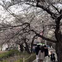 Picnic with Cherry Blossoms & Han River 🧺