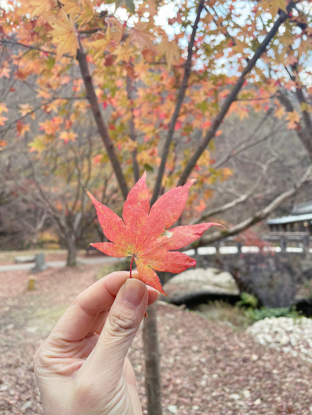 內藏山：韓國八大美景行山賞楓很減壓