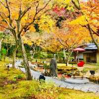 A Journey Through Kodaiji Temple's Fall Splendor