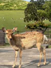 A fantastic visit to the Nara park ❤️