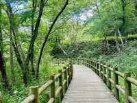 Serene Beauty at Taisho Ike Pond