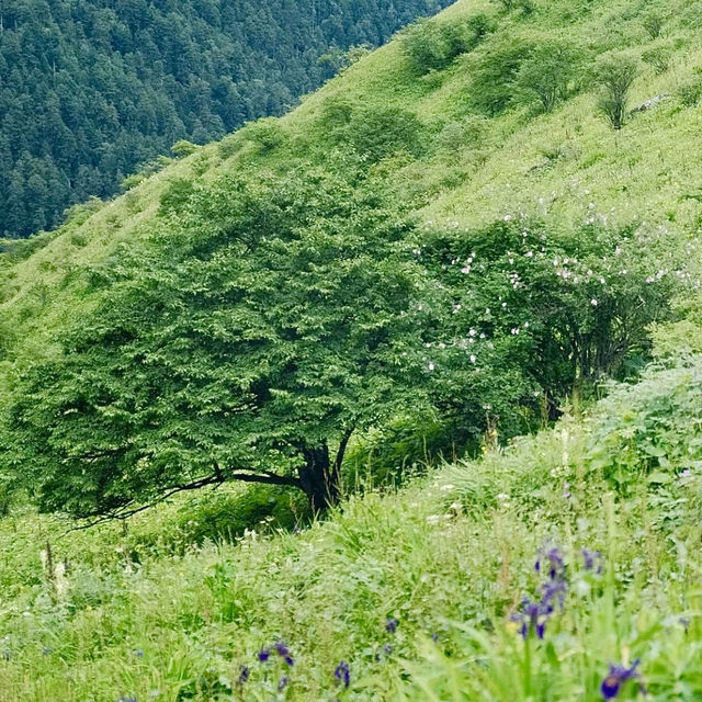 ～擎天崗大草原～壯麗山野～