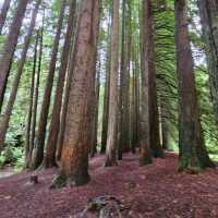 Great Otway National Park, Victoria