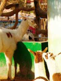 冬季反向目的地特色旅行好去處（附青島動物園攻略）