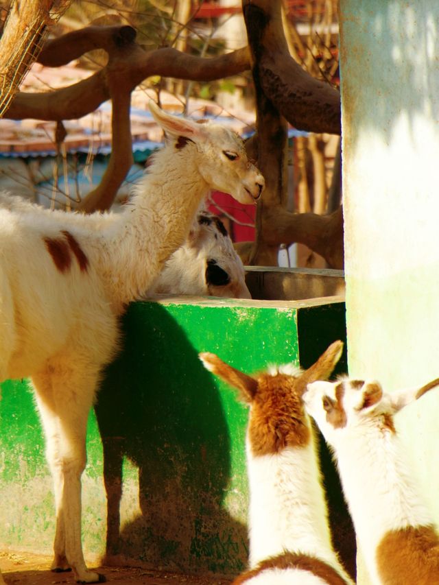 冬季反向目的地特色旅行好去處（附青島動物園攻略）