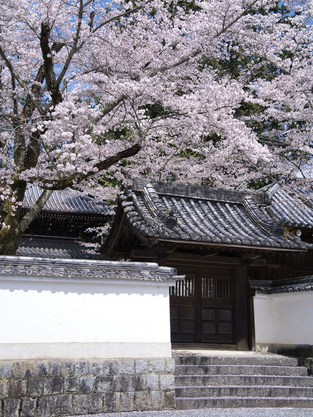 【京都×桜】禅寺の最高格式のお寺で堪能する桜🌸※周辺桜情報付き