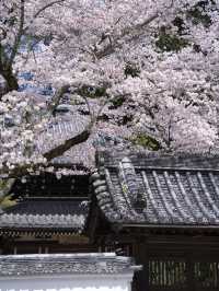 【京都×桜】禅寺の最高格式のお寺で堪能する桜🌸※周辺桜情報付き