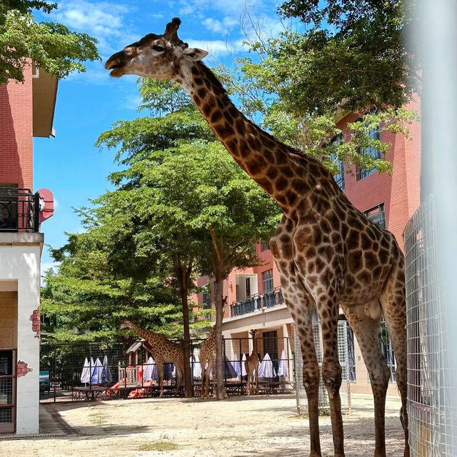 上海動物園：生機盎然，回歸自然的夢想