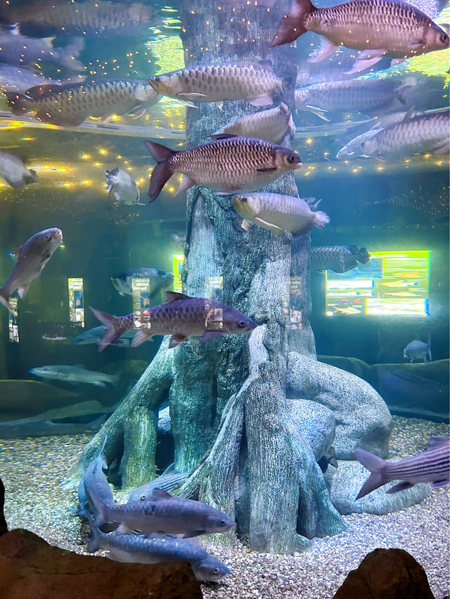 Our Family Adventure at the Melaka Oceanarium