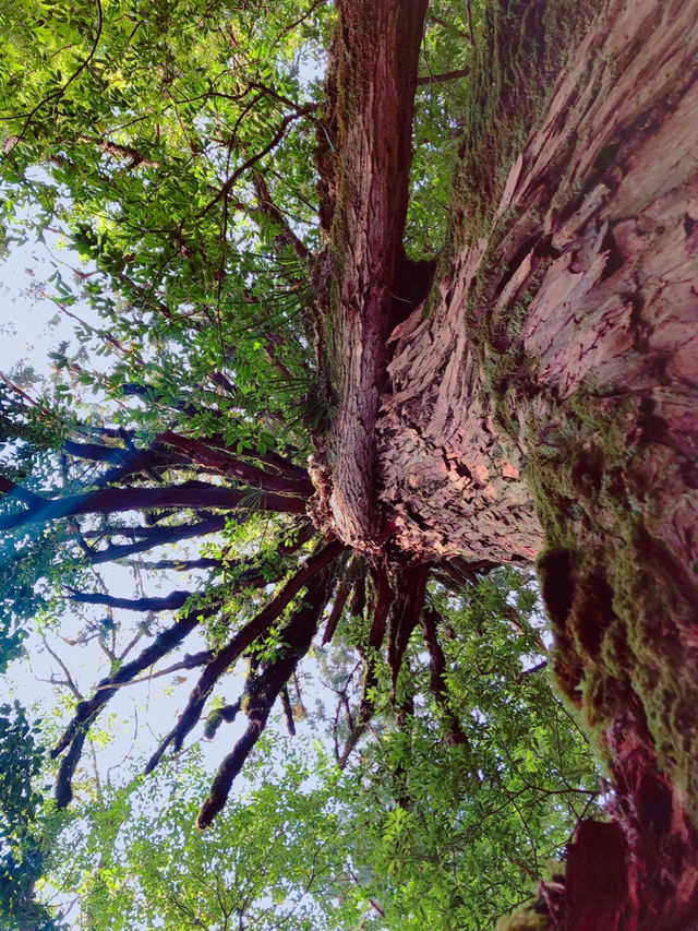 まるでジブリの世界🌿苔むす白谷雲水峡🌿