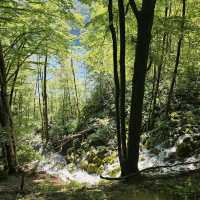 Plitvice Lakes: Croatia’s Cascade of Colors